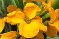 Gelb Wallflower Blumensamen zur Aussaat – hochwertige Qualitäts- – Traditionssorte & ohne Gentechnik Samen Hausgarten