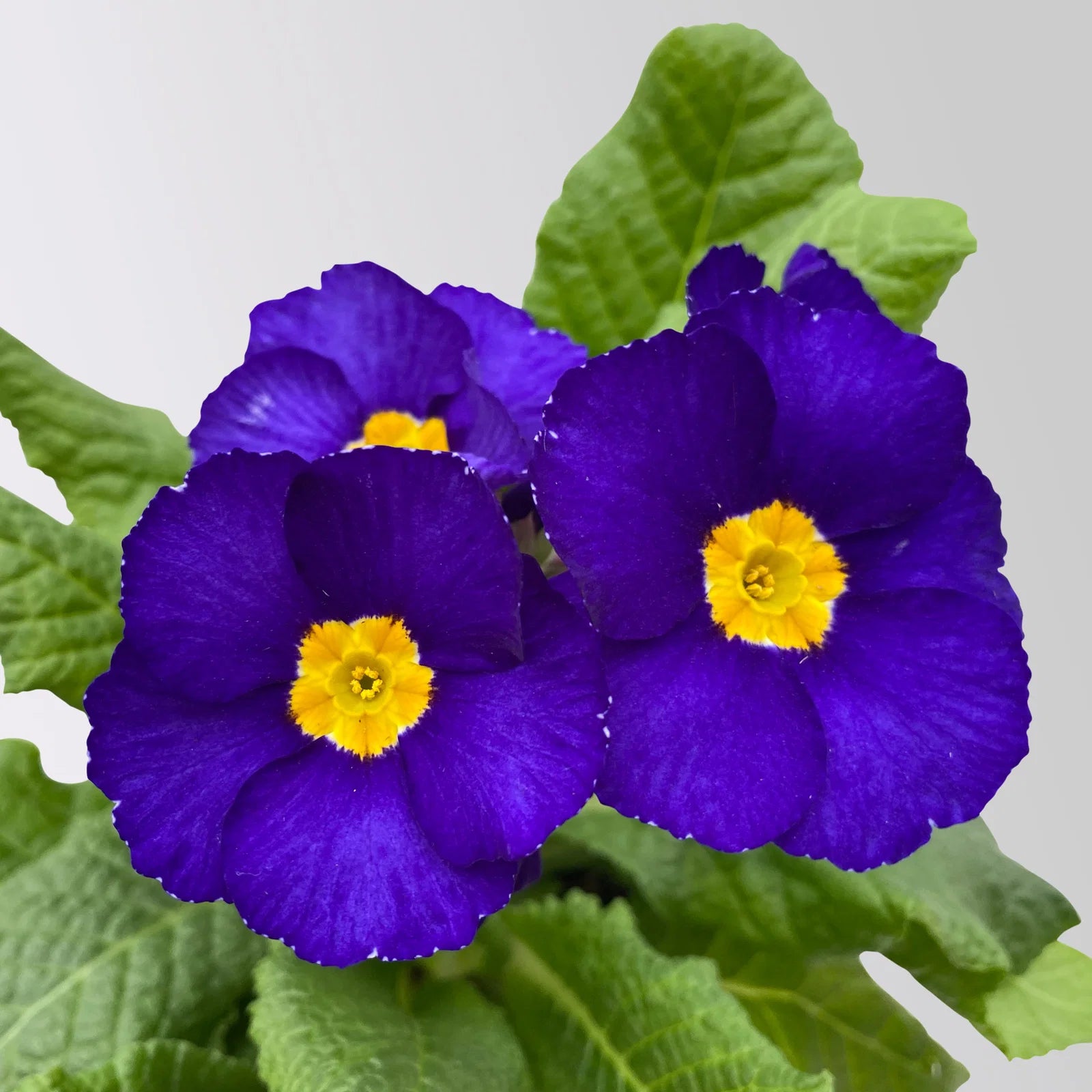 Blau Schlüsselblume Blumensamen einfache Aussaat