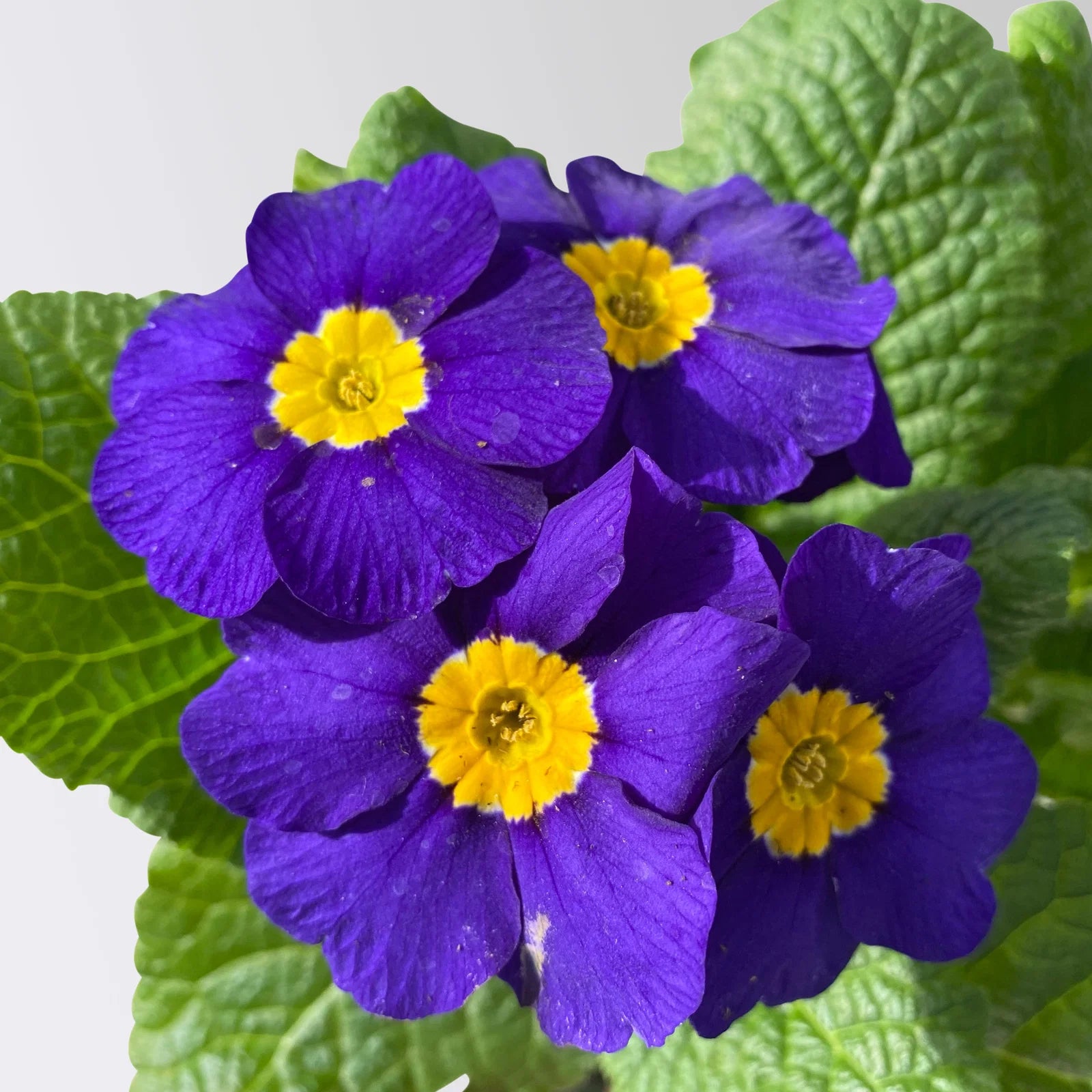 Blau Schlüsselblume Blumensamen einfache Aussaat
