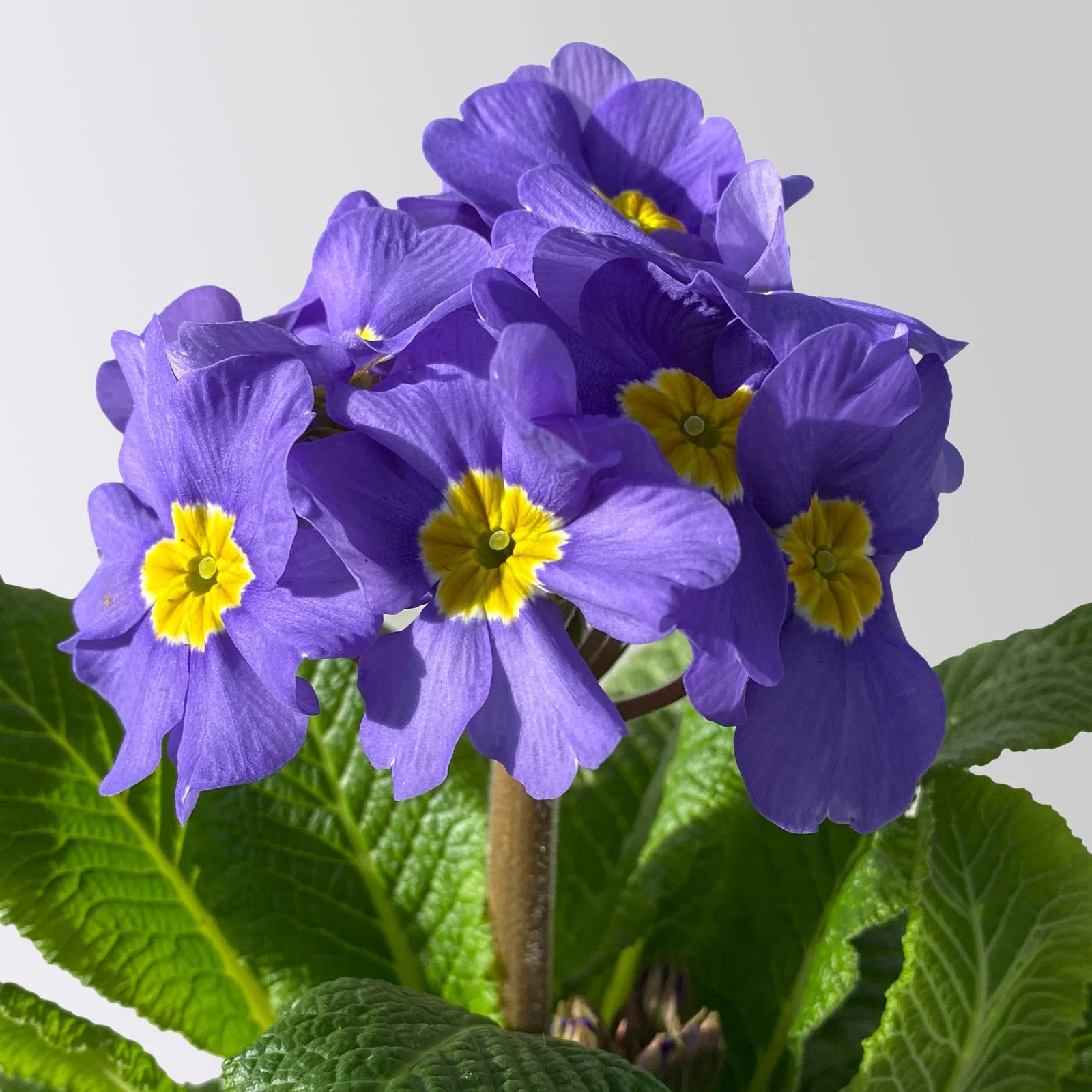 Blau Cobalt Schlüsselblume Blumensamen zur Aussaat Garten beliebt Traditionssorte & ohne Gentechnik Samen Hausgarten