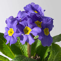 Blau Cobalt Schlüsselblume Blumensamen zur Aussaat Garten beliebt Traditionssorte & ohne Gentechnik Samen Hausgarten