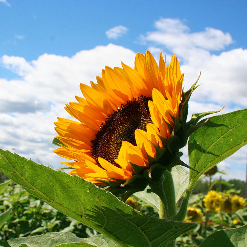 Orange Helianthus Blumensamen zur Aussaat – Bestäuber freundlich – Traditionssorte & ohne Gentechnik Samen Hausgarten