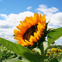 Orange Helianthus Blumensamen zur Aussaat – Bestäuber freundlich – Traditionssorte & ohne Gentechnik Samen Hausgarten