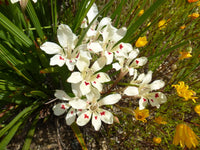 Babiana Tubulosa Blumensamen zur Aussaat leuchtend Blüten Traditionssorte & ohne Gentechnik Samen Hausgarten