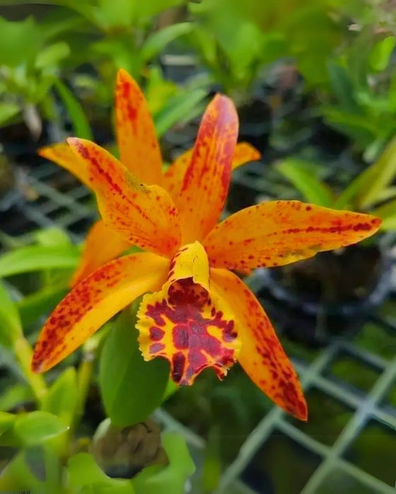 Orange Cattleya Hybrida Blumensamen zur Aussaat robust Sorte Traditionssorte & ohne Gentechnik Samen Hausgarten