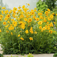 Lady Stratheden Blumensamen zur Aussaat hochwertige Qualitäts- Traditionssorte & ohne Gentechnik Samen Hausgarten