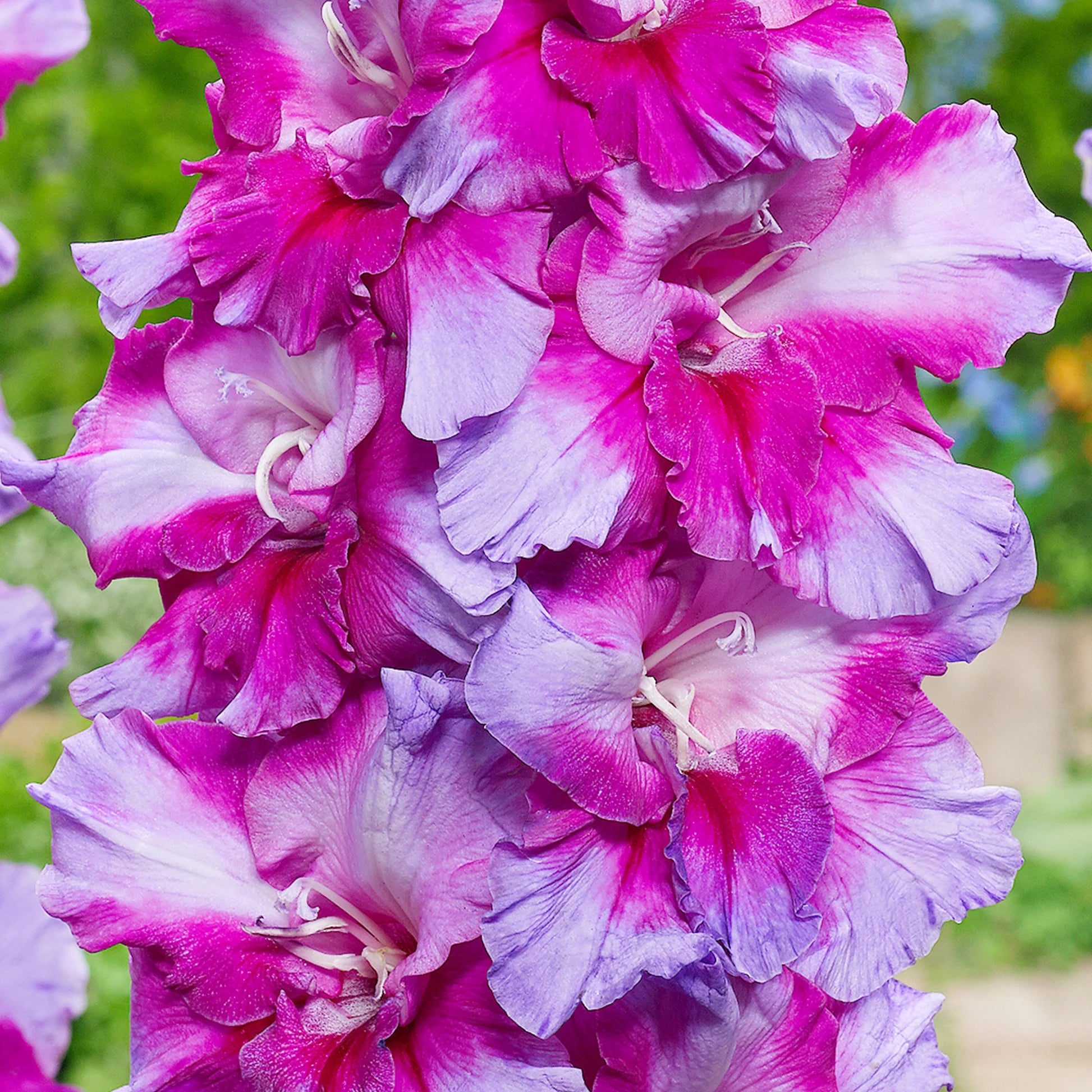 Weiß Lila Gladiole Blumensamen zur Aussaat – ideal Rabatten – Traditionssorte & ohne Gentechnik Samen Hausgarten