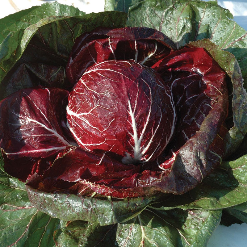 Semillas de hortaliza de achicoria roja y blanca para plantar