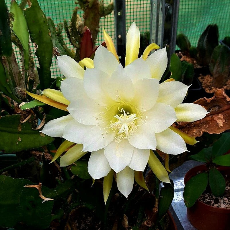 Gelb Nopalxochia Blumensamen zur Aussaat leuchtend Traditionssorte & ohne Gentechnik Samen Hausgarten