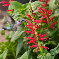 Pineapple Sage Blumensamen zur Aussaat lang Blüte Saison Traditionssorte & ohne Gentechnik Samen Hausgarten