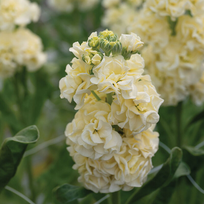 hell Gelb Levkoje Incana Blumensamen zur Aussaat – Garten beliebt – Traditionssorte & ohne Gentechnik Samen Hausgarten