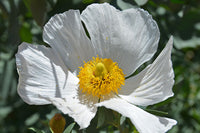 Coulteri Blumensamen zur Aussaat leuchtend Blüten für Ihren Garten