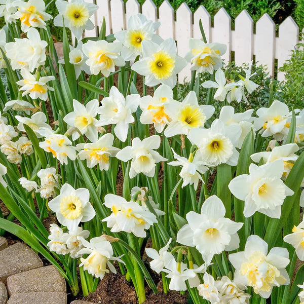 Narzisse Blumensamen zur Aussaat Anzucht Creme Blüten