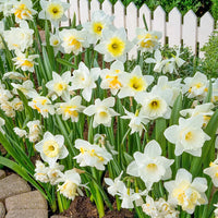 Narzisse Blumensamen zur Aussaat Anzucht Creme Blüten