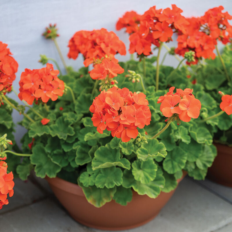hell Orange Geranie mehrjährig Blumensamen zur Aussaat kompakt Wuchs Traditionssorte & ohne Gentechnik Samen Hausgarten