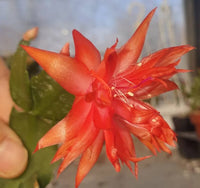 Orange Weihnachtskaktus Blumensamen zur Aussaat – farbenfroh Schau – Traditionssorte & ohne Gentechnik Samen Hausgarten