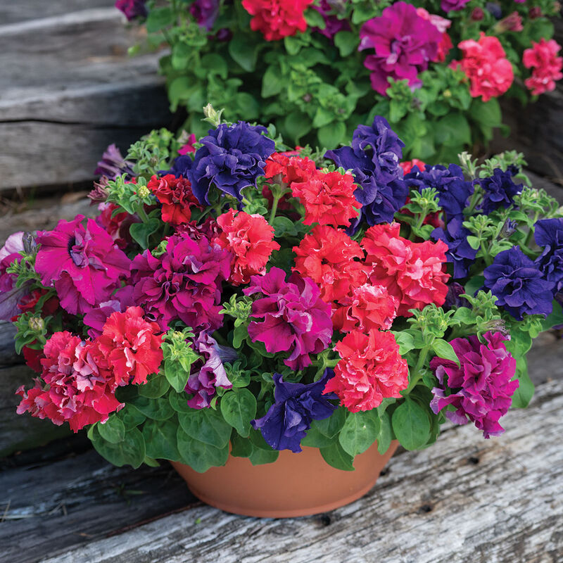 Cascade Blumensamen zur Aussaat kompakt Wuchs Traditionssorte & ohne Gentechnik Samen Hausgarten