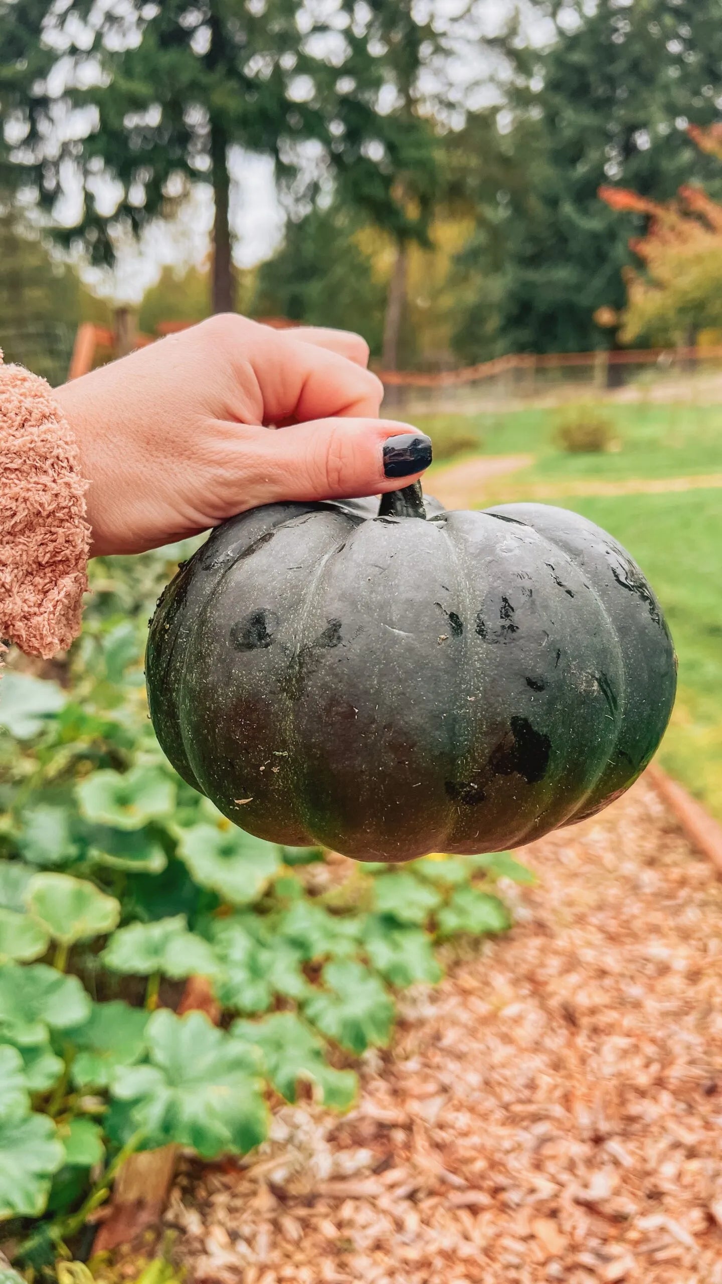 Schwarz Pumpkin Gemüse Samen zum Pflanzen