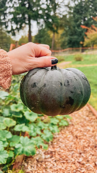 Schwarz Pumpkin Gemüse Samen zum Pflanzen