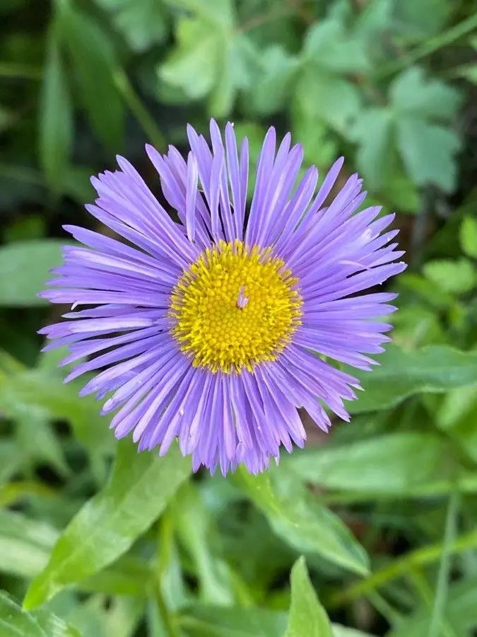 Blau Erigeron Blumensamen zur Aussaat kompakt Wuchs Traditionssorte & ohne Gentechnik Samen Hausgarten