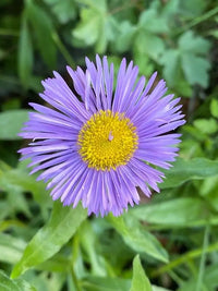 Blau Erigeron Blumensamen zur Aussaat kompakt Wuchs Traditionssorte & ohne Gentechnik Samen Hausgarten