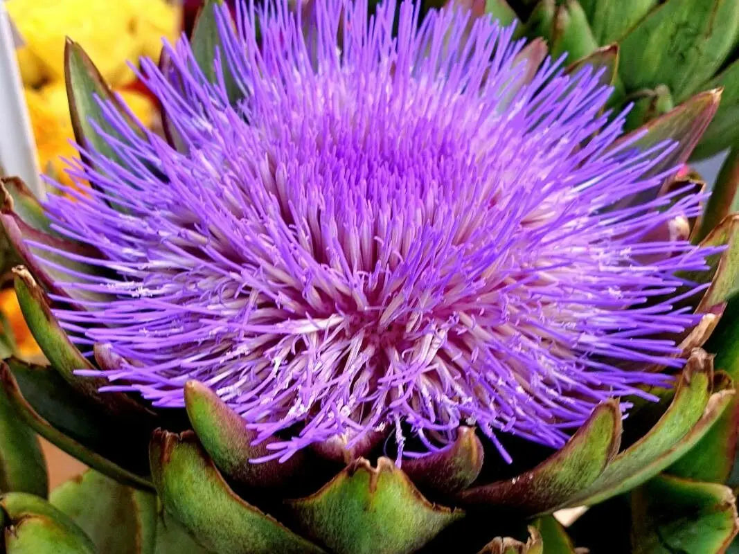 Cynara Blumensamen zur Aussaat kompakt Wuchs Traditionssorte & ohne Gentechnik Samen Hausgarten