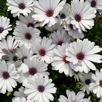 Weiß Kapkörbchen Blumensamen zur Aussaat – leuchtend Blüten – Traditionssorte & ohne Gentechnik Samen Hausgarten
