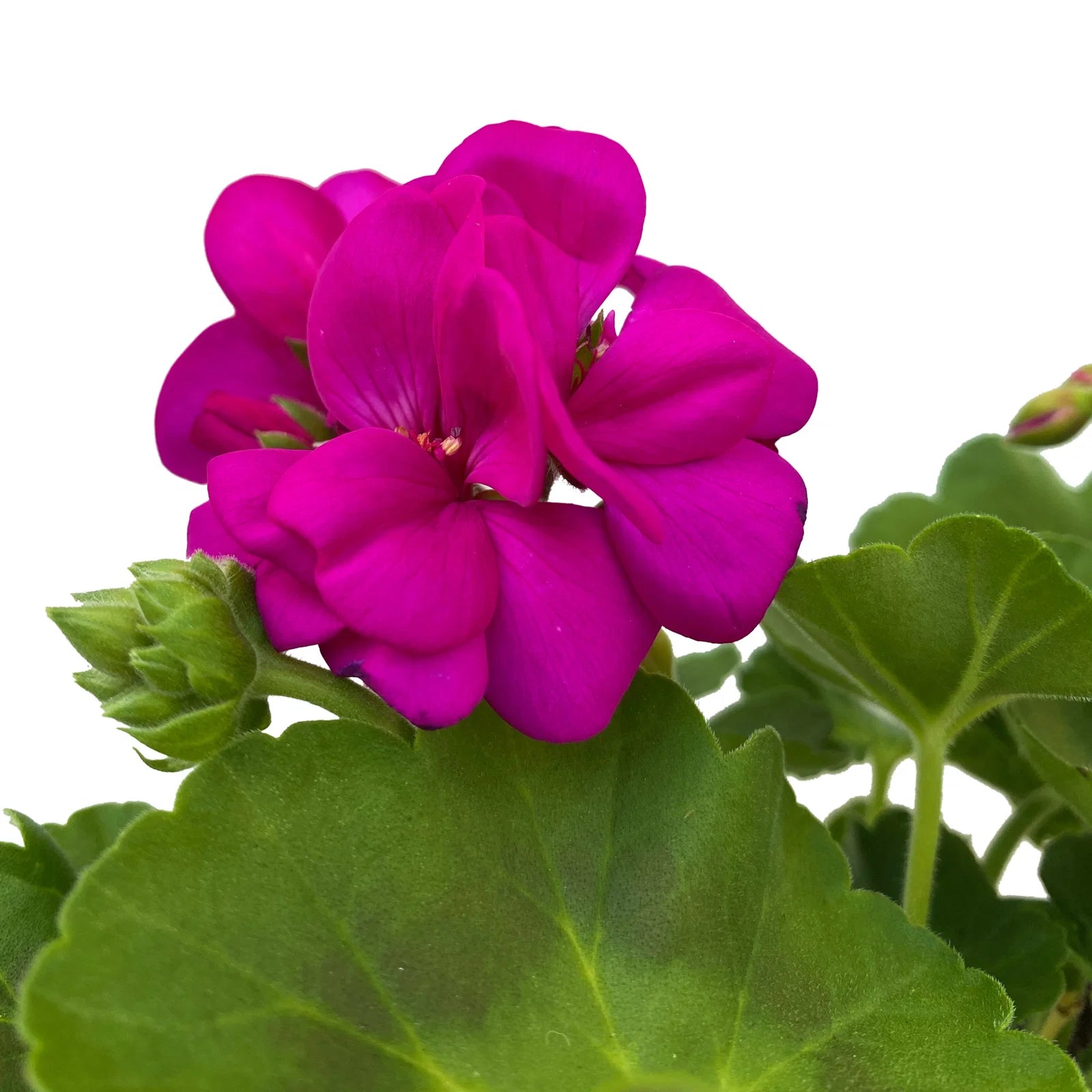 Lila Geranie Pelargonium Blumensamen zur Aussaat leuchtend Traditionssorte & ohne Gentechnik Samen Hausgarten