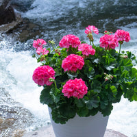 Lila Geranie Pelargonium Blumensamen zur Aussaat leuchtend Traditionssorte & ohne Gentechnik Samen Hausgarten