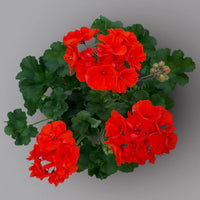 Orange Rot Geranie Blumensamen zur Aussaat saisonal Dauerblüher Traditionssorte & ohne Gentechnik Samen Hausgarten