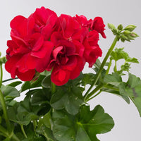 Gemischt Geranie Pelargonium Samen zur Aussaat