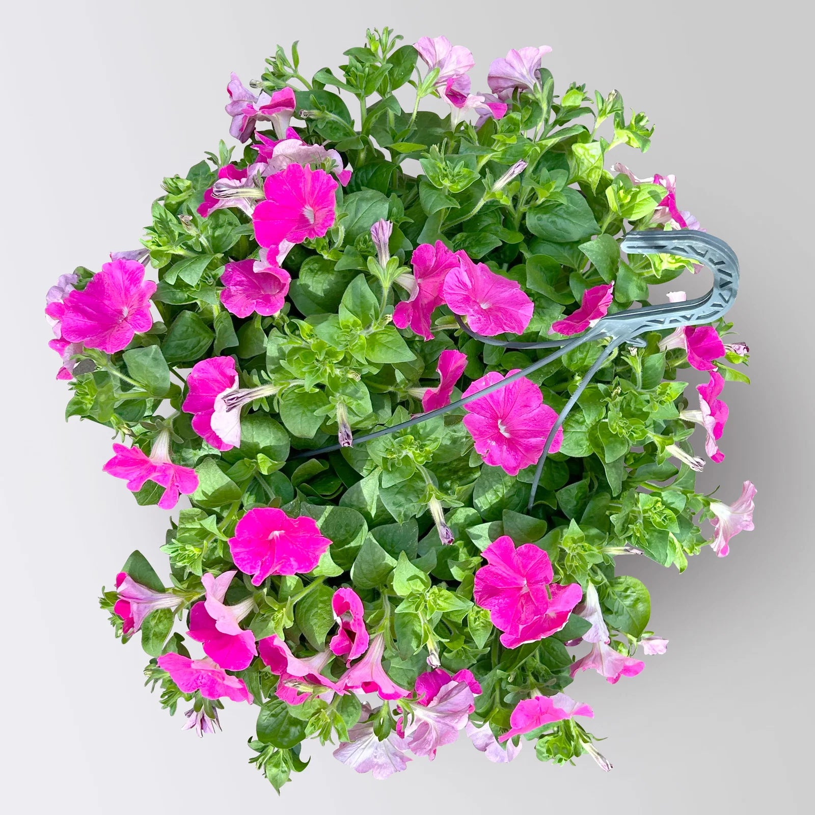 Rosa Trailing Petunie Blumensamen zur Aussaat – robust Sorte – Traditionssorte & ohne Gentechnik Samen Hausgarten