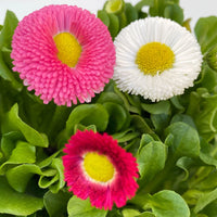 Rosa Weiß Bellis Blumensamen zur Aussaat Wildblume Mischung Traditionssorte & ohne Gentechnik Samen Hausgarten