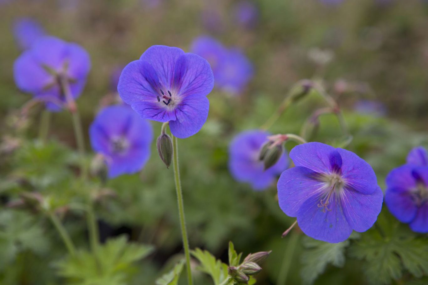 Blau Geraniums Blumensamen zur Aussaat – Landhaus Garten wichtig – Traditionssorte & ohne Gentechnik Samen Hausgarten