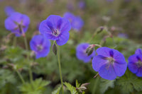 Blau Geraniums Blumensamen zur Aussaat – Landhaus Garten wichtig – Traditionssorte & ohne Gentechnik Samen Hausgarten