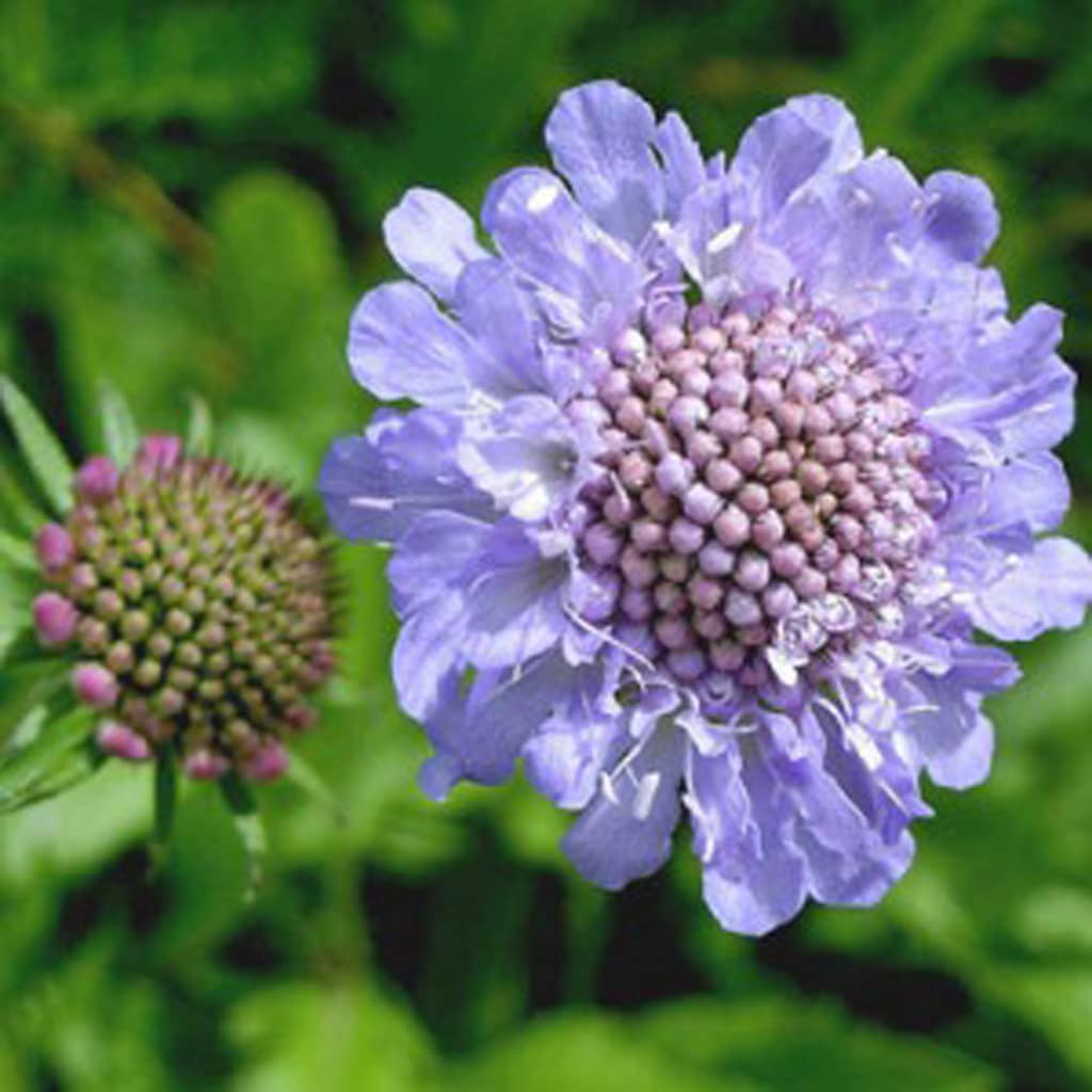 Traditionssorte Scabiosa Blumensamen zur Aussaat leuchtend Blüten Traditionssorte & ohne Gentechnik Samen Hausgarten