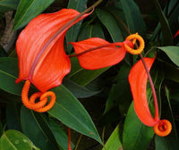 Pigtail (pigtail anthurium) samen for anpflanzung in home garten