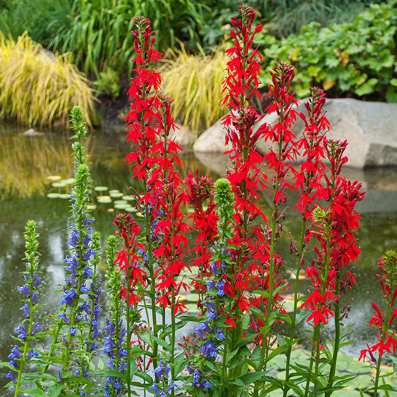Cardinal Blumensamen zur Aussaat lang Blüte Saison Traditionssorte & ohne Gentechnik Samen Hausgarten
