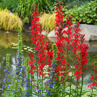 Cardinal Blumensamen zur Aussaat lang Blüte Saison Traditionssorte & ohne Gentechnik Samen Hausgarten