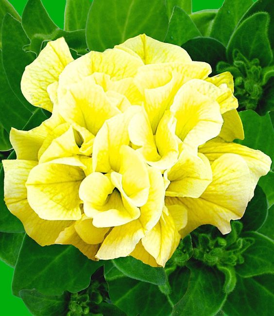 Gelb gefüllt Petunie Blumensamen zur Aussaat Traditionssorte ohne Gentechnik Garten Blüten hochwertige Qualitäts-