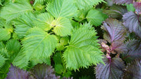 Perilla Samen for Gemüse Garden Planting