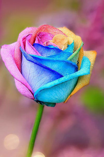 Gold Rose Blumensamen zur Aussaat – Wildblume Mischung – Traditionssorte & ohne Gentechnik Samen Hausgarten