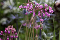 Lila Cernuum Blumensamen zur Aussaat – robust Sorte – Traditionssorte & ohne Gentechnik Samen Hausgarten