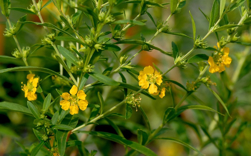 Sinicuichi Blumensamen zur Aussaat – robust Sorte – Traditionssorte & ohne Gentechnik Samen Hausgarten