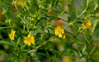 Sinicuichi Blumensamen zur Aussaat – robust Sorte – Traditionssorte & ohne Gentechnik Samen Hausgarten