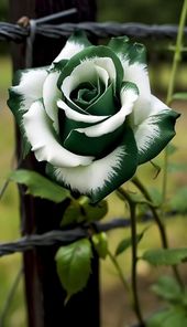 Weiß Grün Rose Blumensamen zur Aussaat – Traditionssorte – ohne Gentechnik – robust Garten Sorte Samen