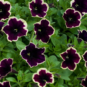 Dark lila magenta petunia samen blume samen for anpflanzung - hardy variety, heirloom & gmo free samen for home garten
 
 sale for anpflanzung in home garten