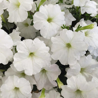 Weiß Petunie Grandiflora Samen Blumensamen zur Aussaat – Landhaus Garten wichtig – Traditionssorte & ohne Gentechnik Samen Hausgarten