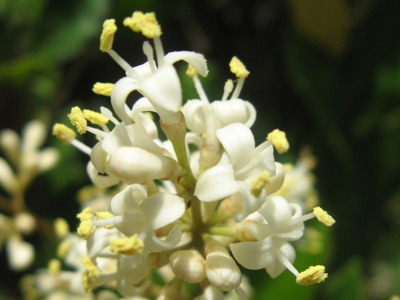 Weiß Privet Blumensamen zur Aussaat Enhance Garten