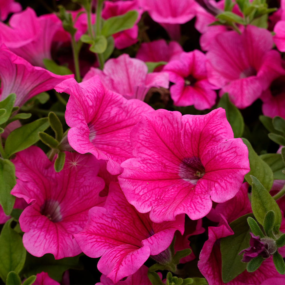Traditionssorte Surfinia Blumensamen zur Aussaat sonnenliebend Traditionssorte & ohne Gentechnik Samen Hausgarten